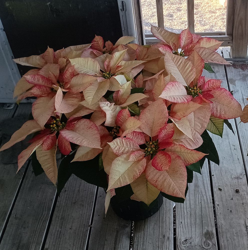 euphorbia-pulcherrima-poinsettia