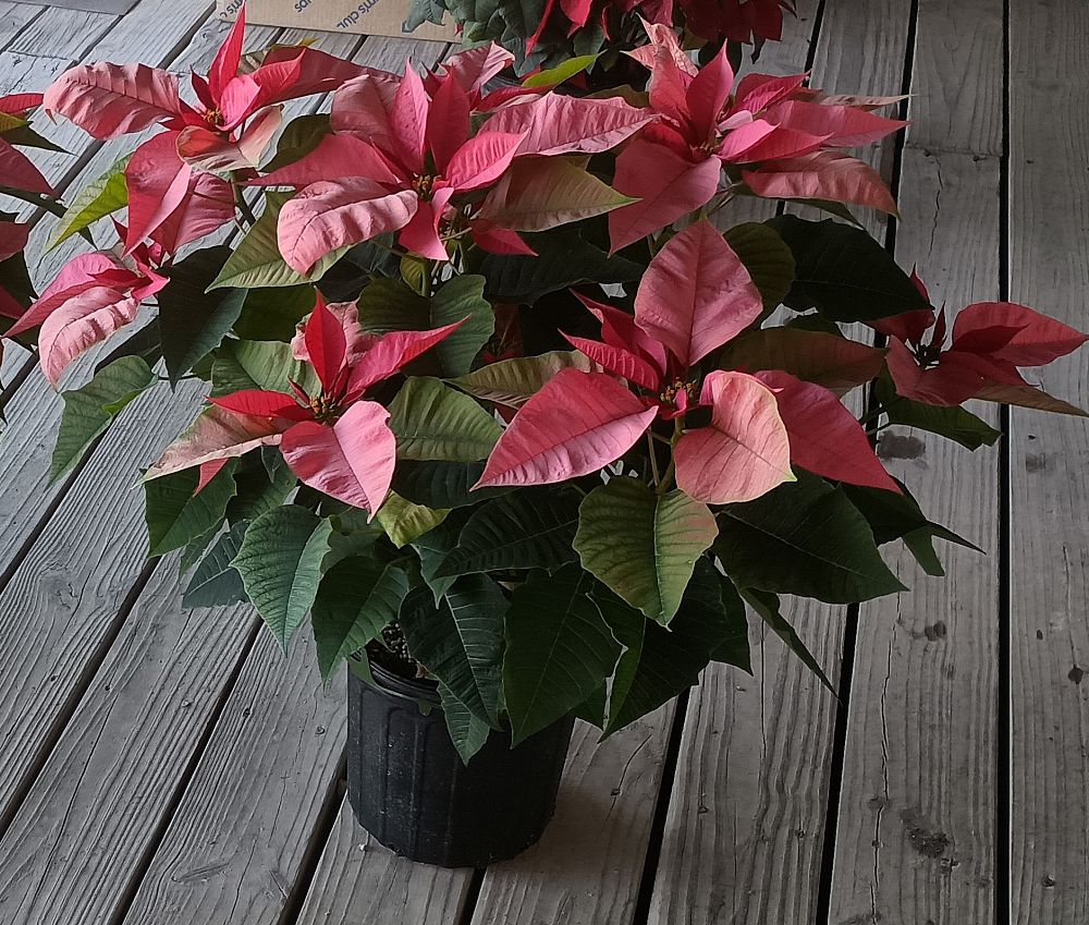euphorbia-pulcherrima-poinsettia