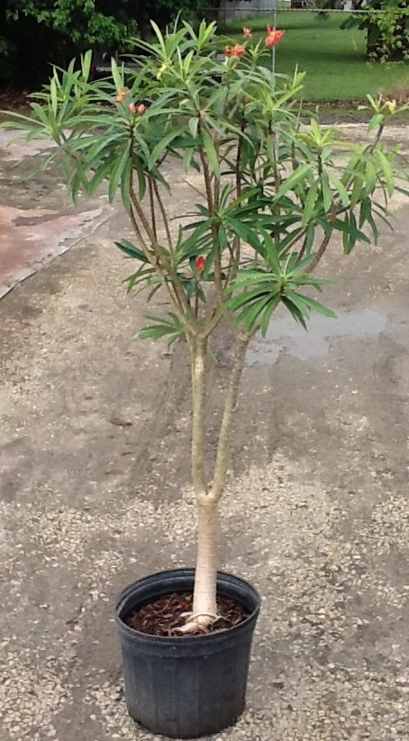 euphorbia-punicea-jamaican-poinsetta