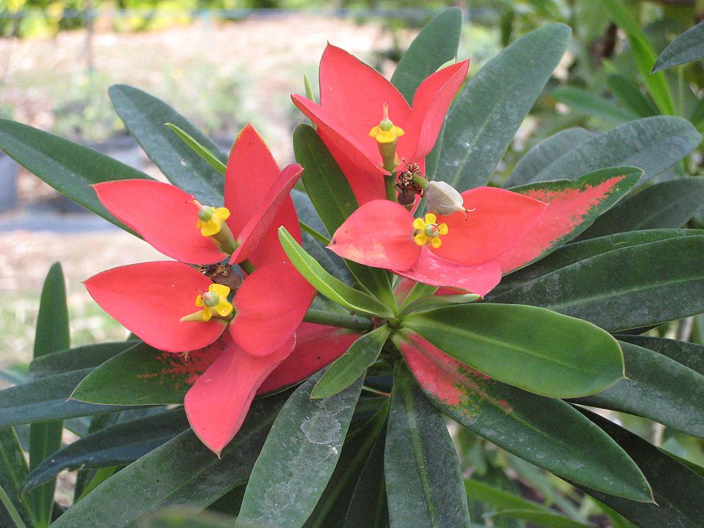 euphorbia-punicea-jamaican-poinsetta