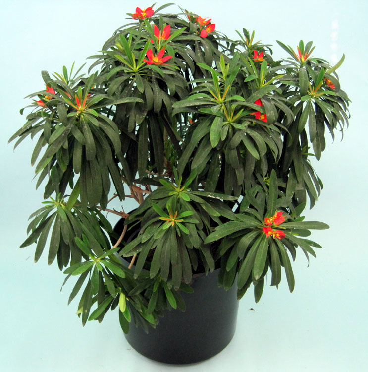 euphorbia-punicea-jamaican-poinsetta