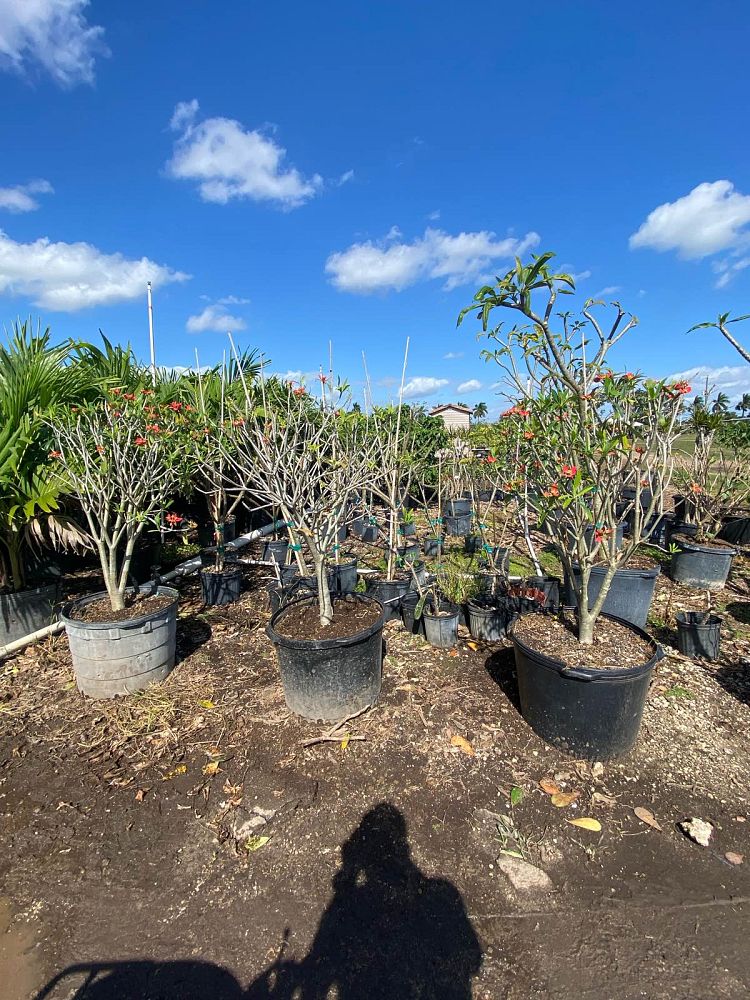 euphorbia-punicea-jamaican-poinsetta
