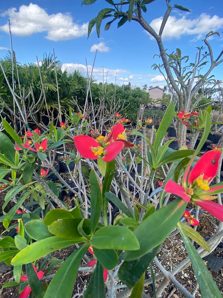 euphorbia-punicea-jamaican-poinsetta