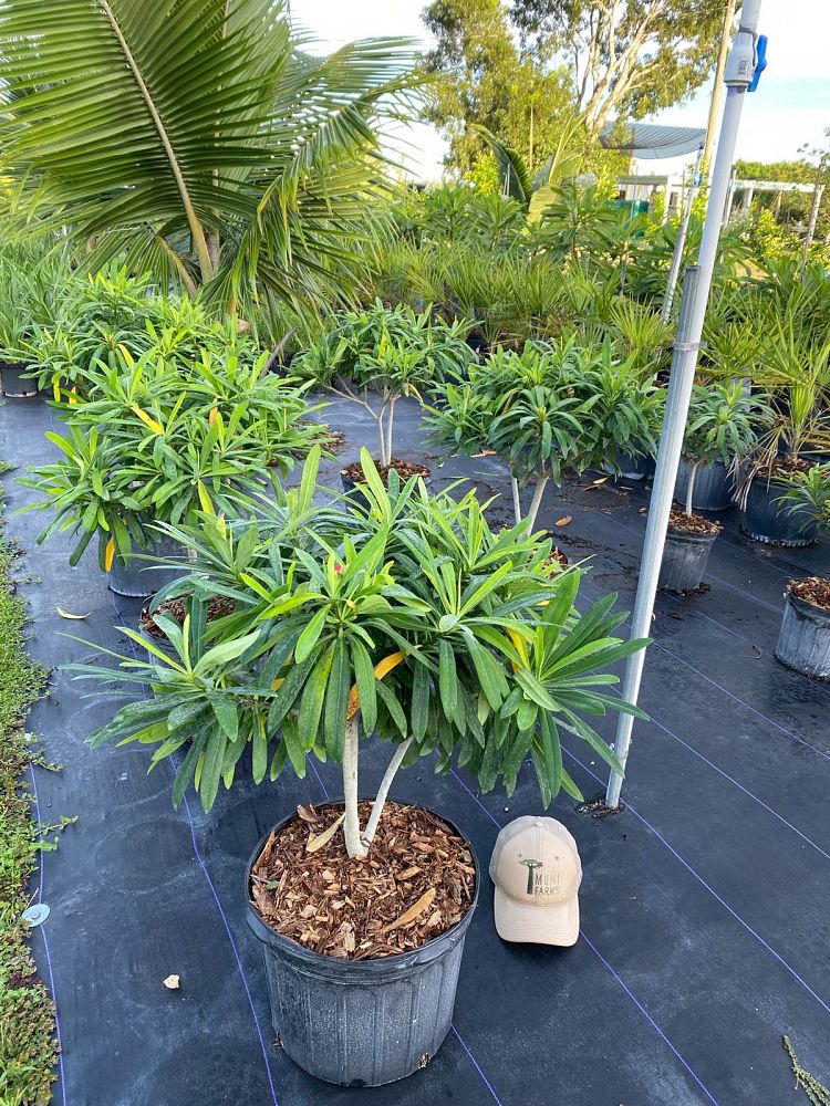 euphorbia-punicea-jamaican-poinsetta