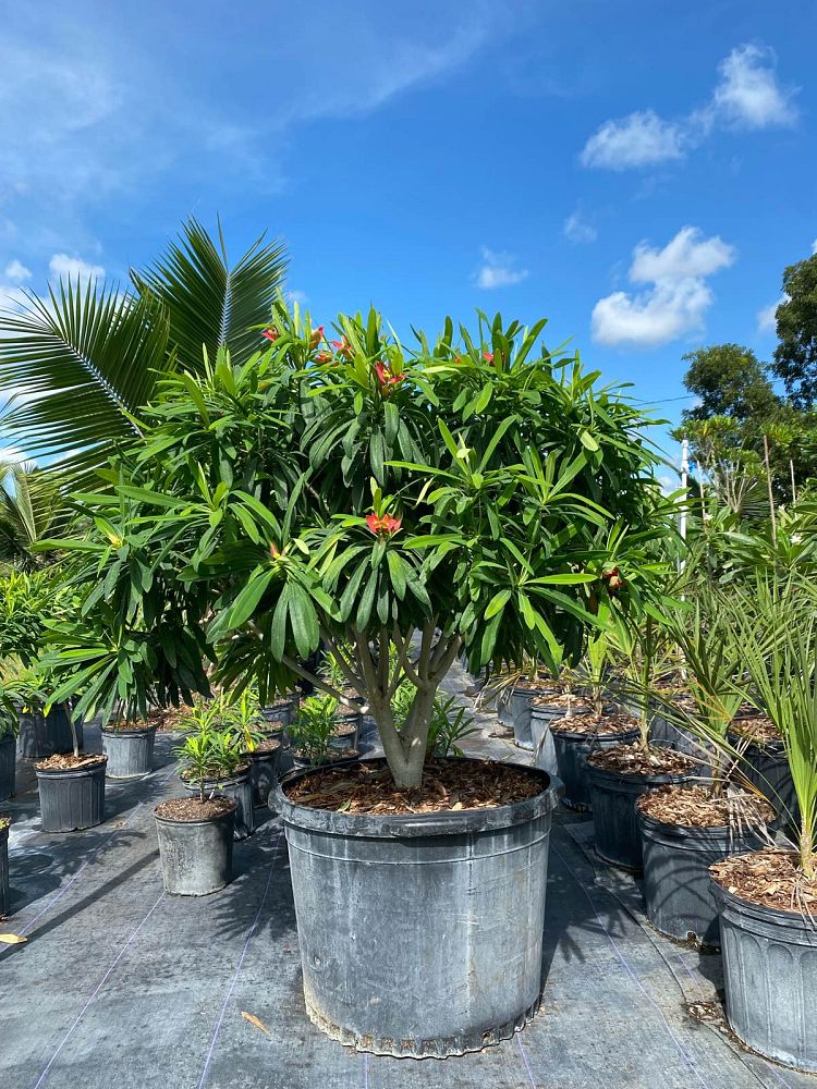euphorbia-punicea-jamaican-poinsetta