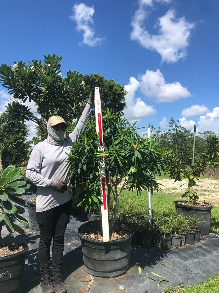 euphorbia-punicea-jamaican-poinsetta
