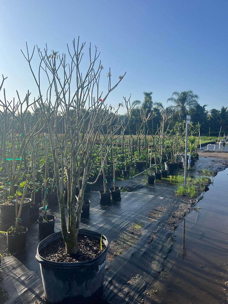 euphorbia-punicea-jamaican-poinsetta