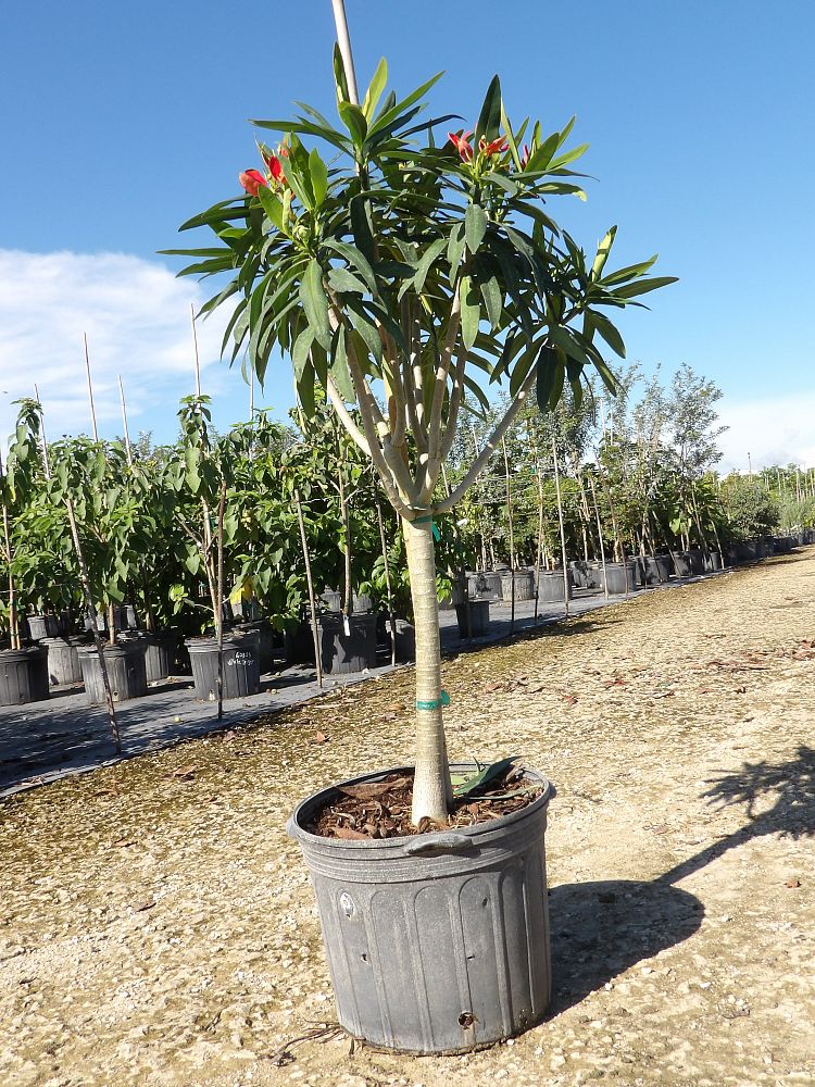 euphorbia-punicea-jamaican-poinsetta
