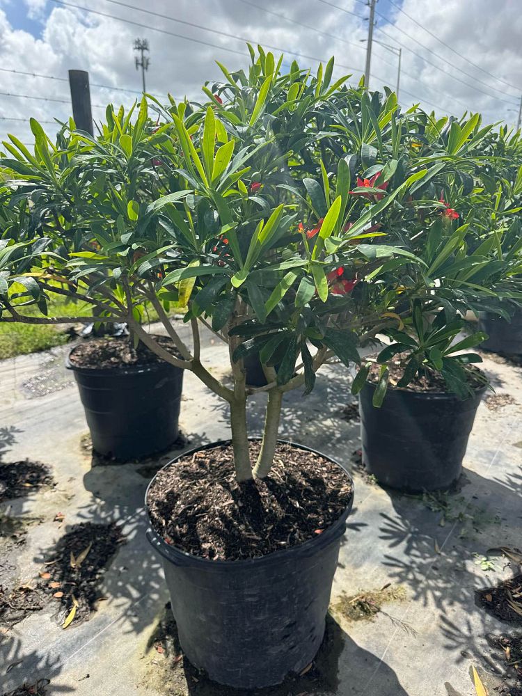 euphorbia-punicea-jamaican-poinsetta