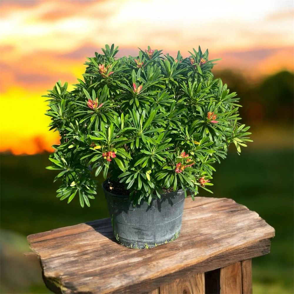 euphorbia-punicea-jamaican-poinsetta