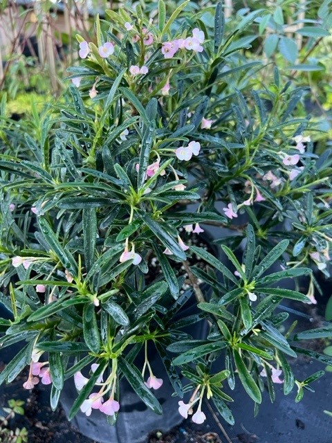 euphorbia-robivelonae