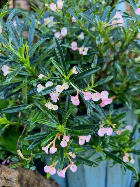 euphorbia-robivelonae