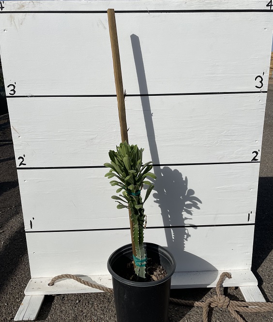 euphorbia-royleana-churee