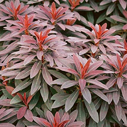 euphorbia-ruby-glow-spurge