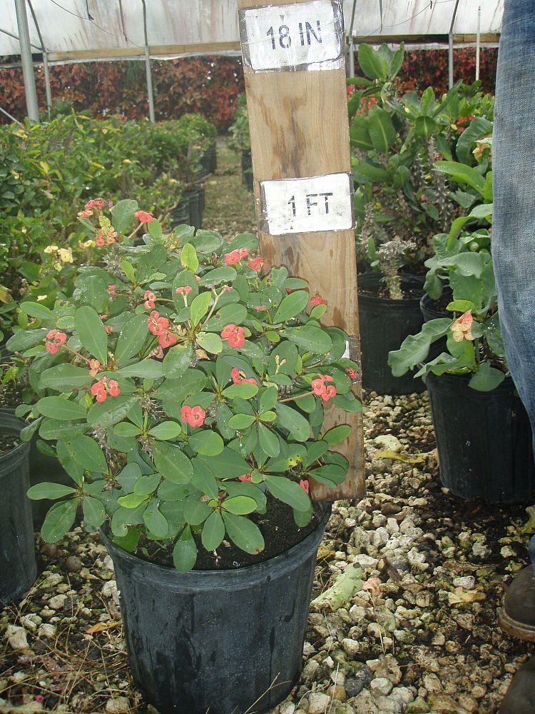 euphorbia-spurge