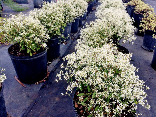 euphorbia-spurge