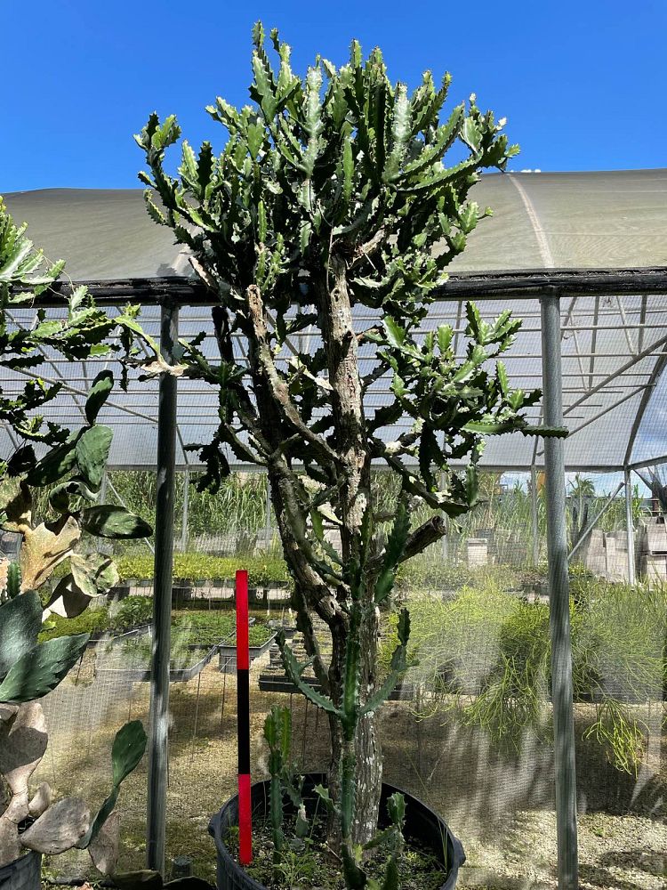 euphorbia-spurge