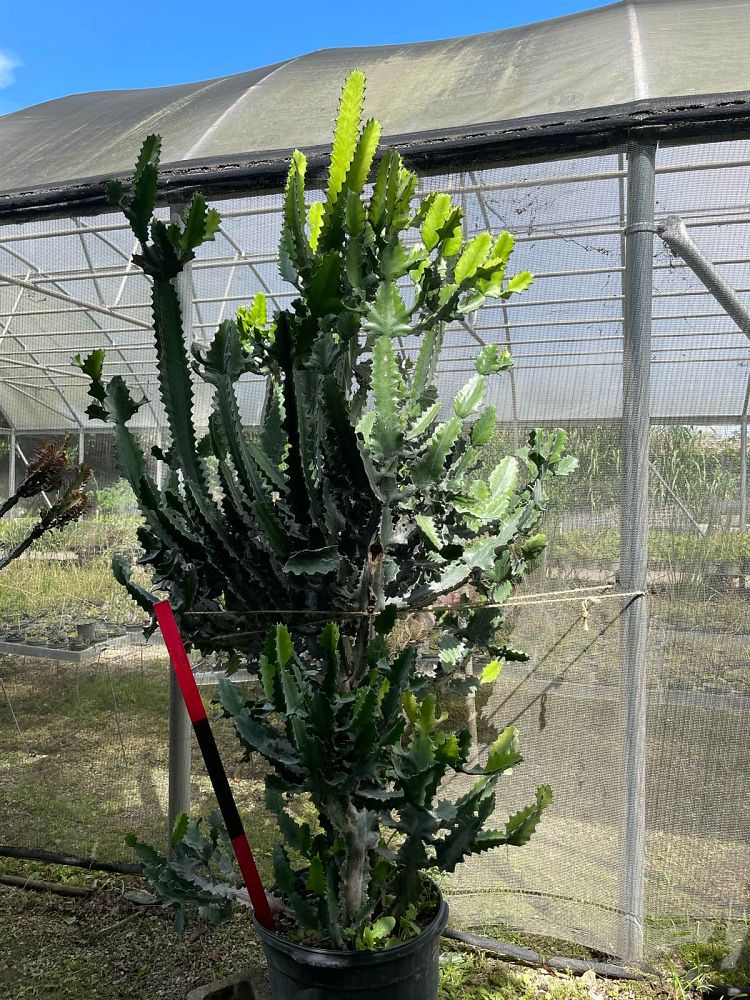 euphorbia-spurge