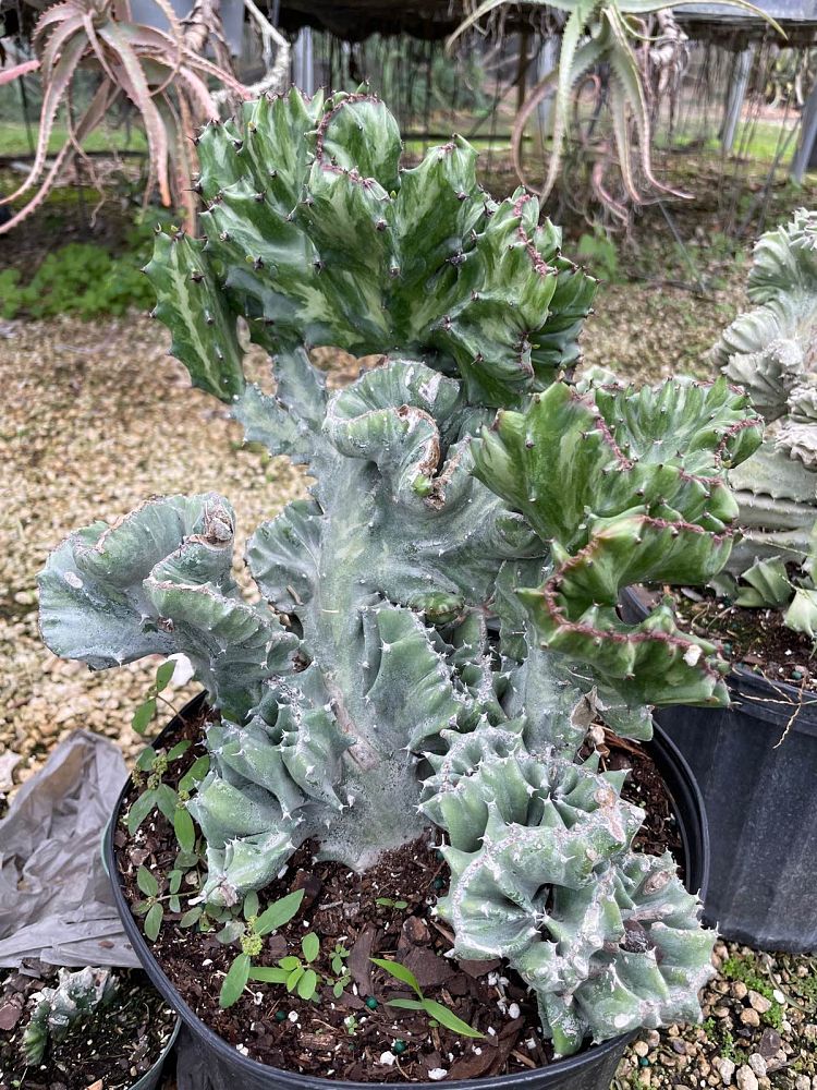 euphorbia-spurge