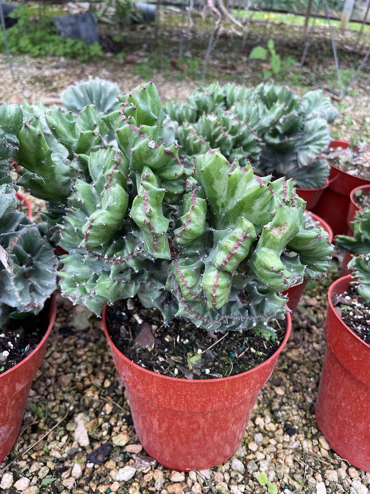 euphorbia-spurge
