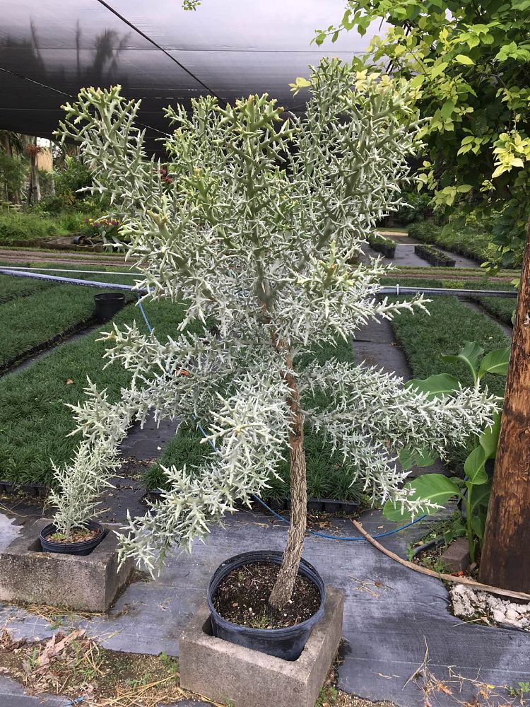 euphorbia-stenoclada