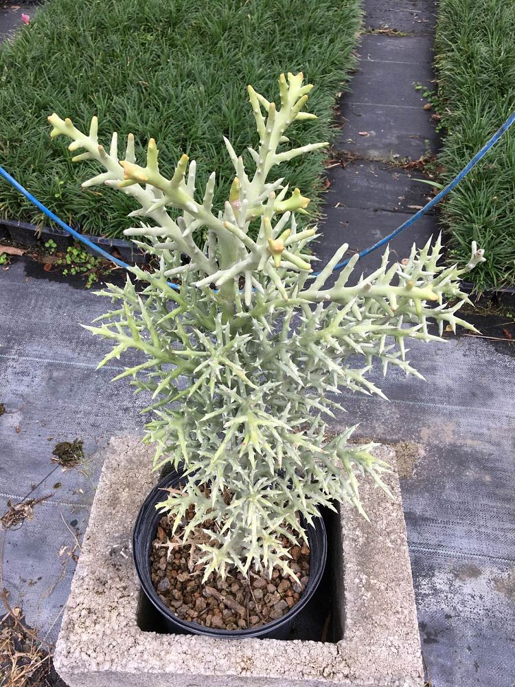 euphorbia-stenoclada