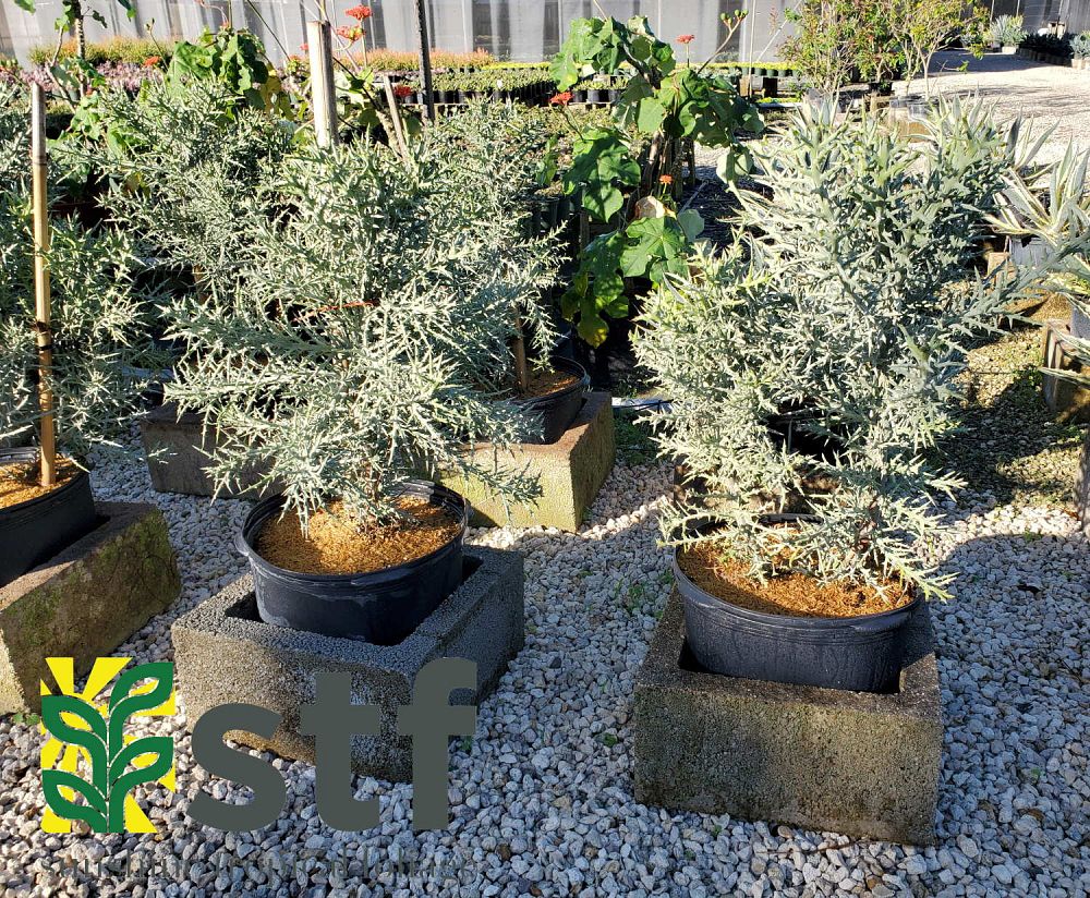 euphorbia-stenoclada