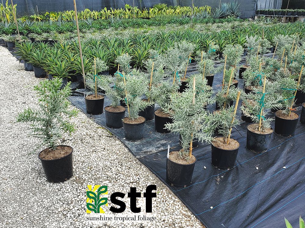 euphorbia-stenoclada