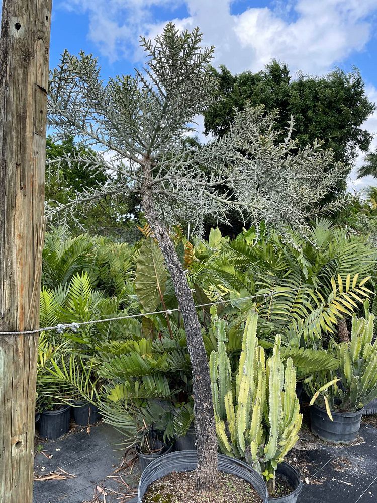 euphorbia-stenoclada