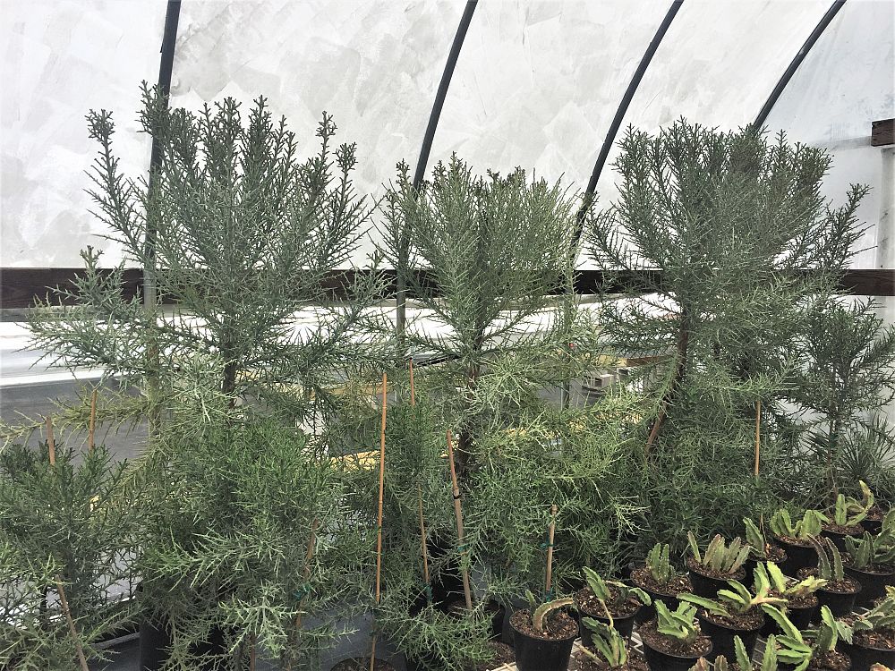 euphorbia-stenoclada