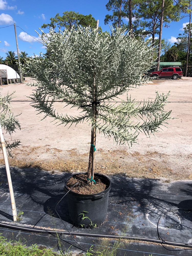 euphorbia-stenoclada