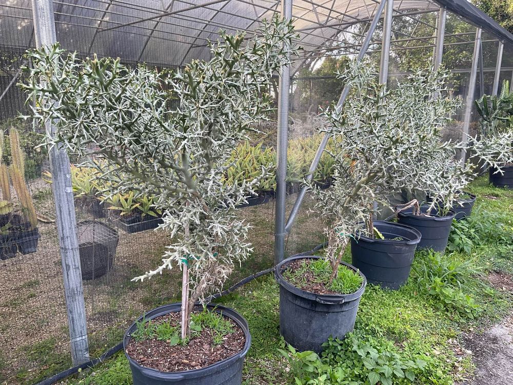 euphorbia-stenoclada