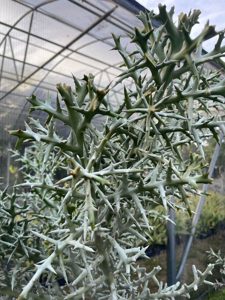 euphorbia-stenoclada