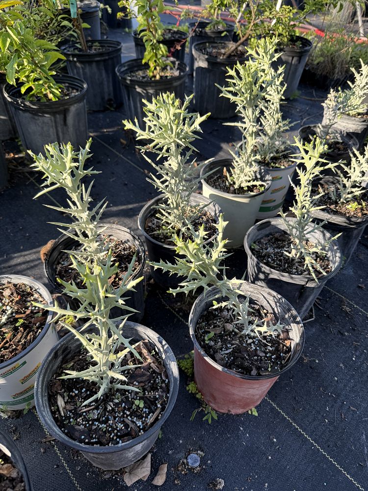 euphorbia-stenoclada