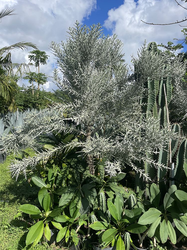 euphorbia-stenoclada