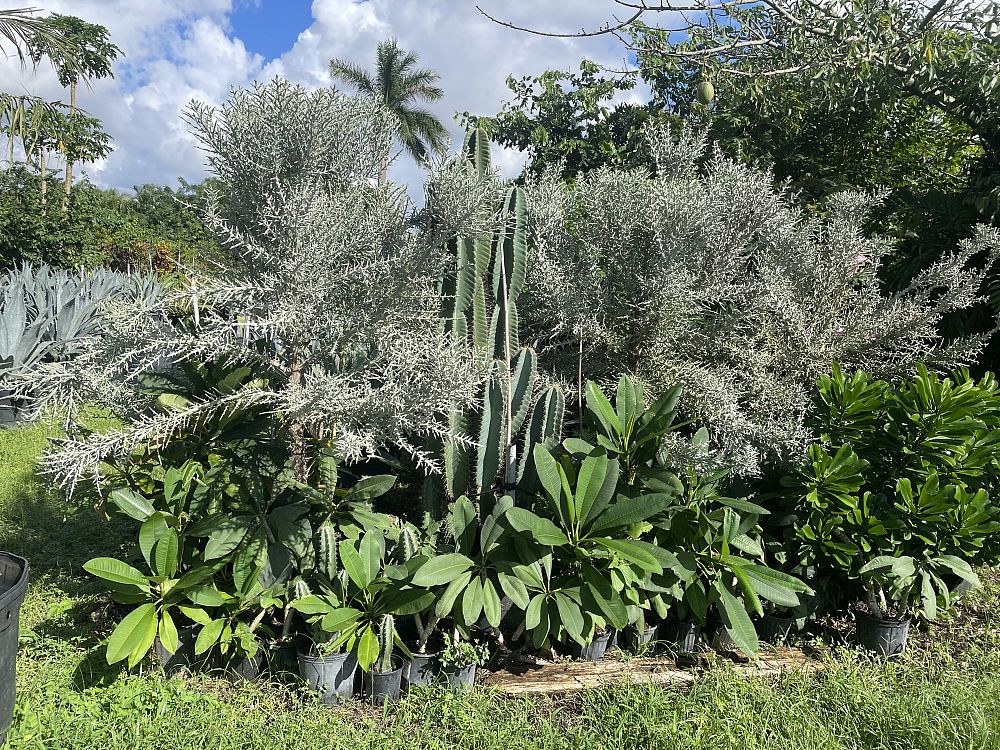 euphorbia-stenoclada