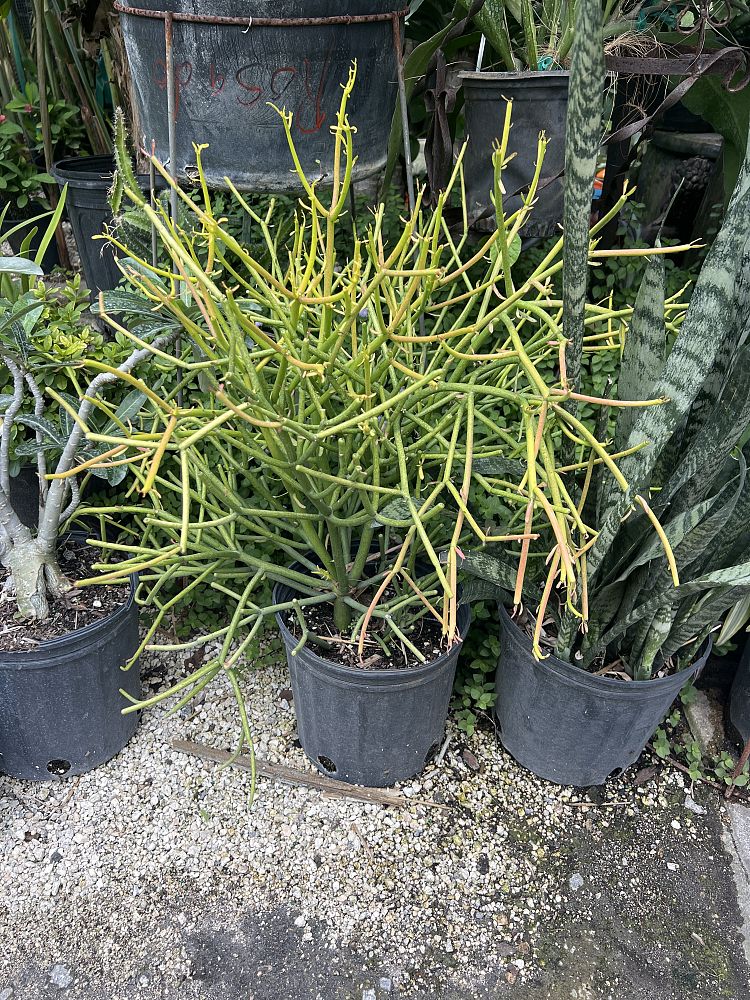 euphorbia-tirucalli-cactus-pencil-tree