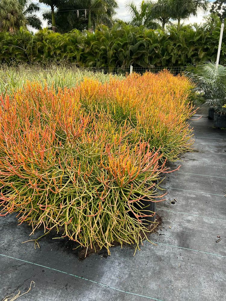 euphorbia-tirucalli-cactus-pencil-tree