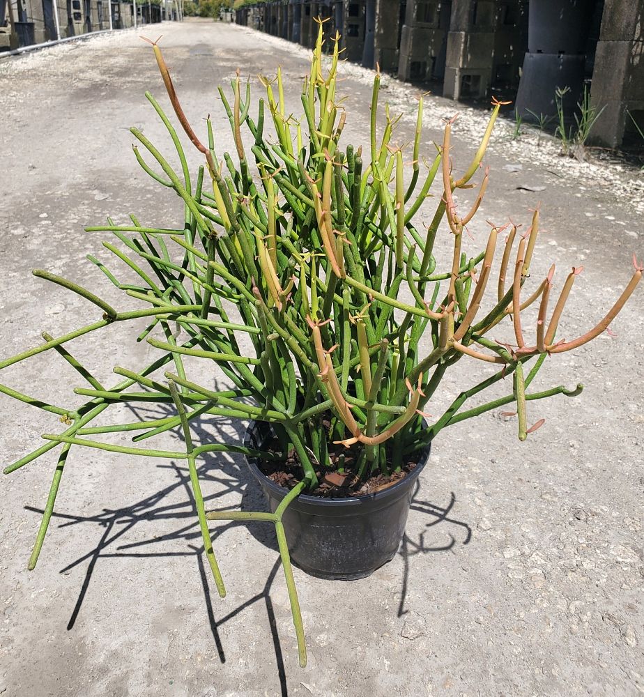 euphorbia-tirucalli-rosea-pencil-cactus-red