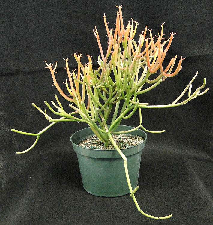 euphorbia-tirucalli-sticks-of-fire-cactus-pencil-tree