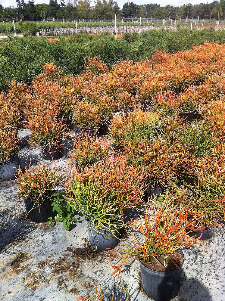 euphorbia-tirucalli-sticks-of-fire-cactus-pencil-tree