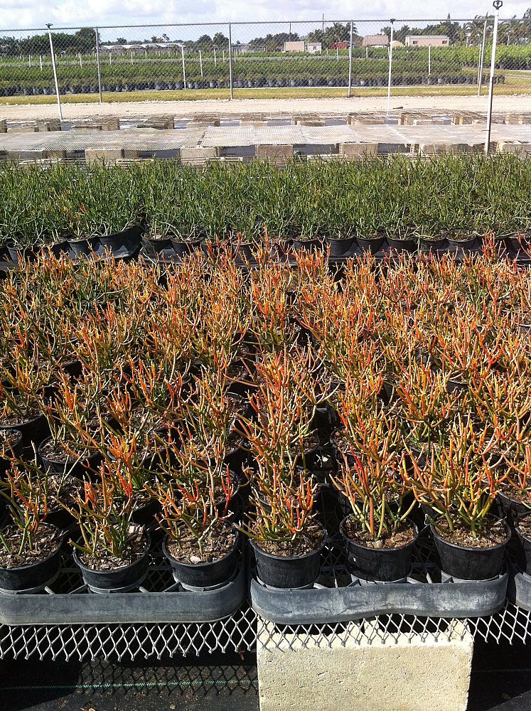 euphorbia-tirucalli-sticks-of-fire-cactus-pencil-tree