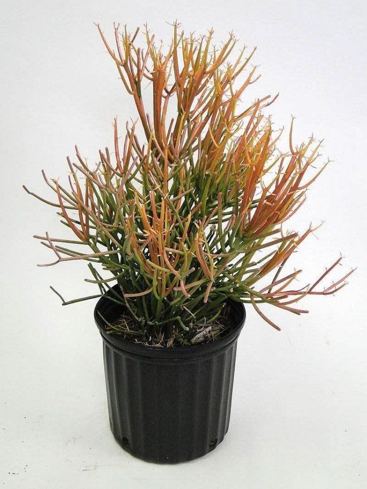 euphorbia-tirucalli-sticks-of-fire-cactus-pencil-tree