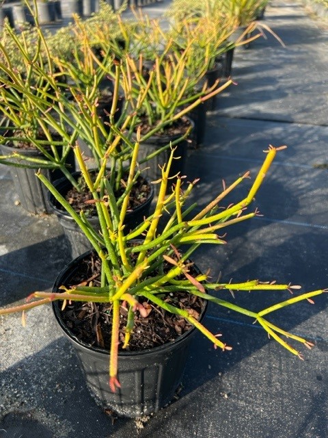euphorbia-tirucalli-sticks-of-fire-cactus-pencil-tree