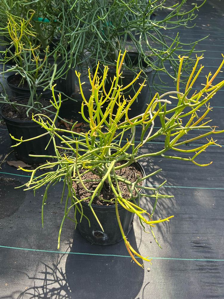 euphorbia-tirucalli-sticks-of-fire-cactus-pencil-tree