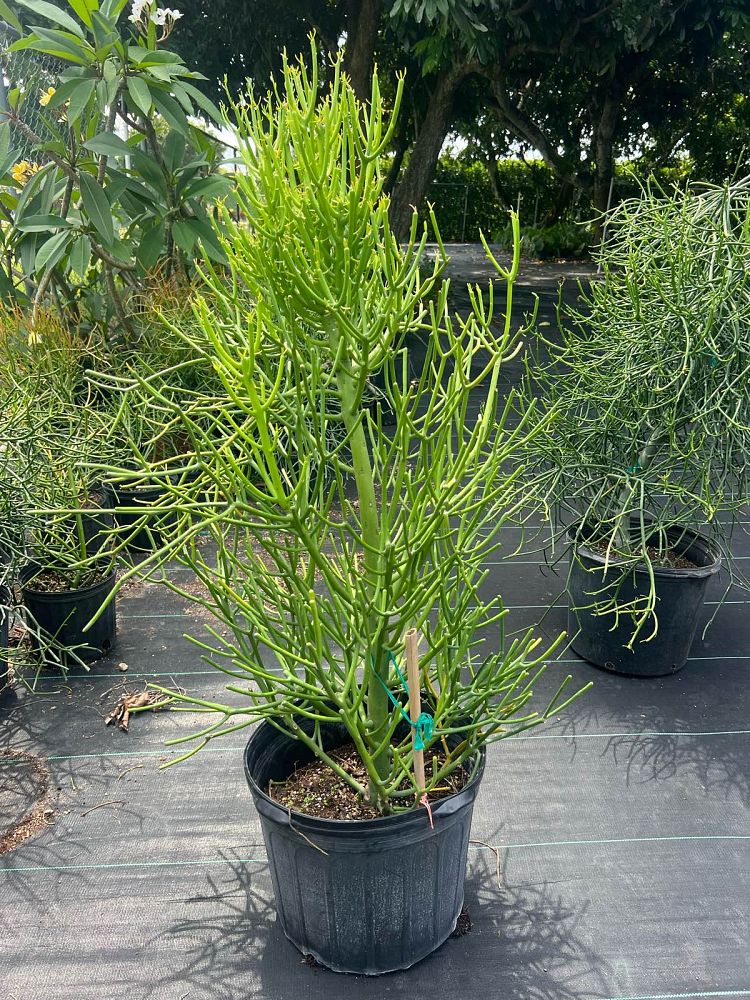 euphorbia-tirucalli-sticks-of-fire-cactus-pencil-tree