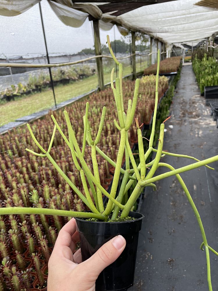 euphorbia-tirucalli-sticks-of-fire-cactus-pencil-tree