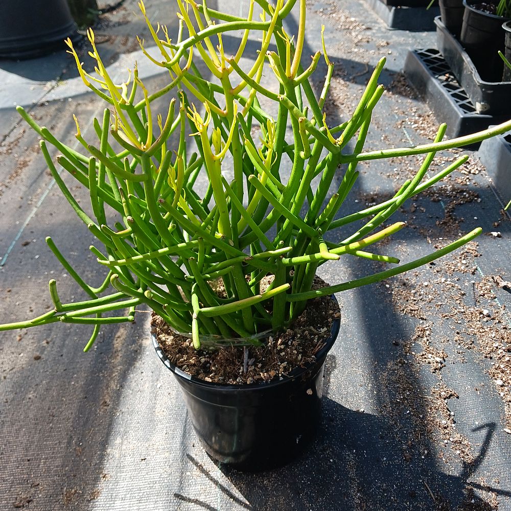 euphorbia-tirucalli-sticks-of-fire-cactus-pencil-tree