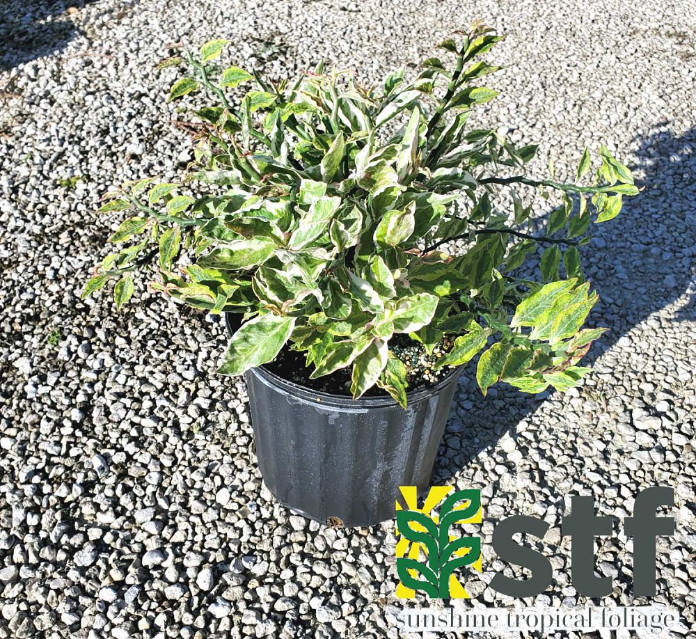 euphorbia-tithymaloides-christmas-candle-japanese-poinsettia-redbird-cactus-slipper-spurge-devil-s-backbone