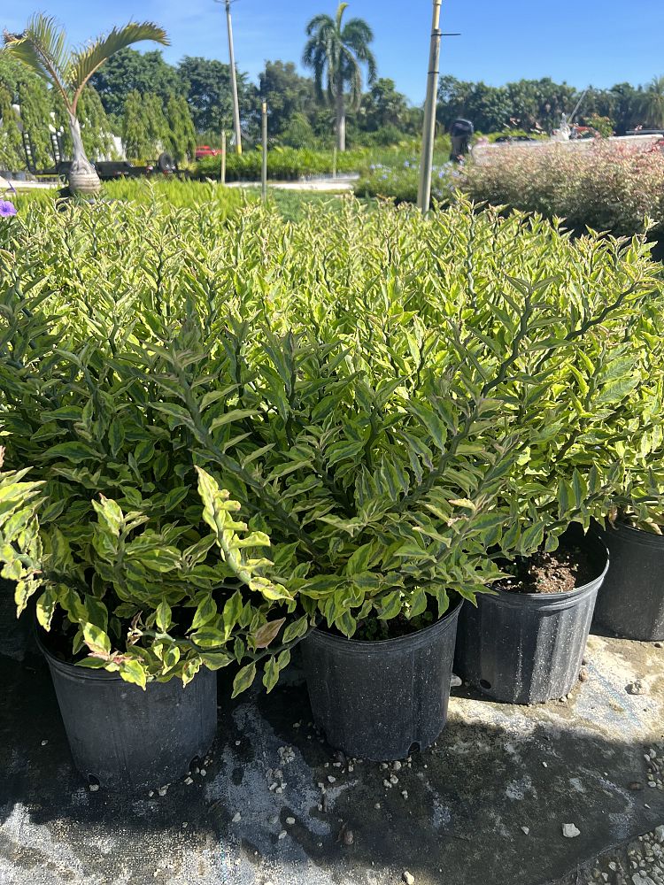 euphorbia-tithymaloides-curly-devil-s-backbone